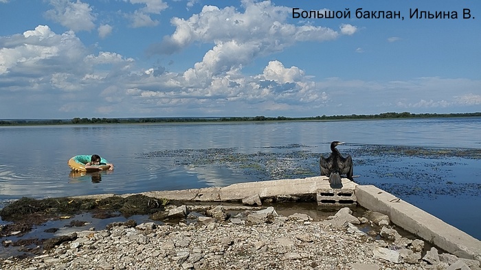 Большой баклан, Ильина В.