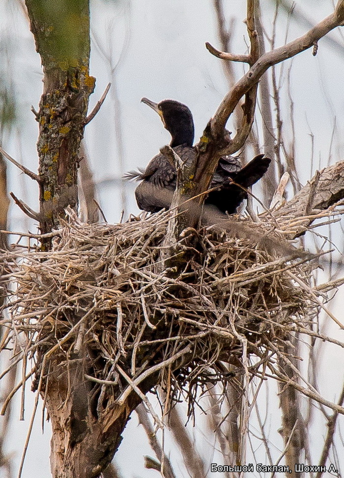 Большой баклан, Шохин А.
