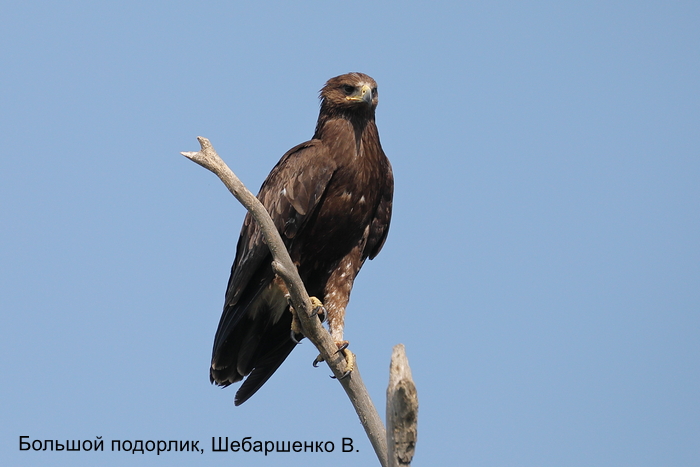 Большой подорлик, Шебаршенко В.