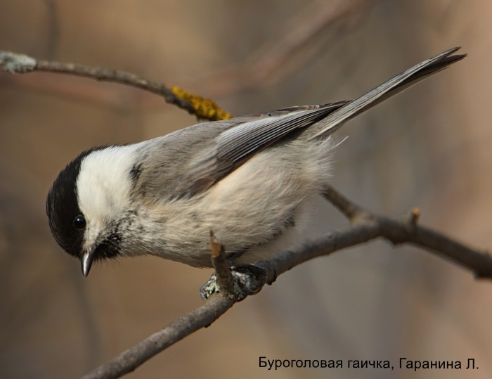 Буроголовая гаичка, Гаранина Л.