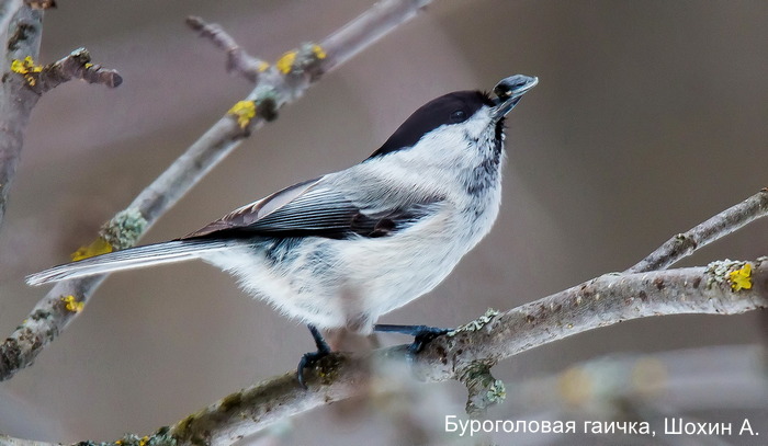 Буроголовая гаичка, Шохин А.