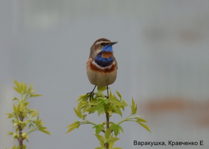 Варакушка, Кравченко Е