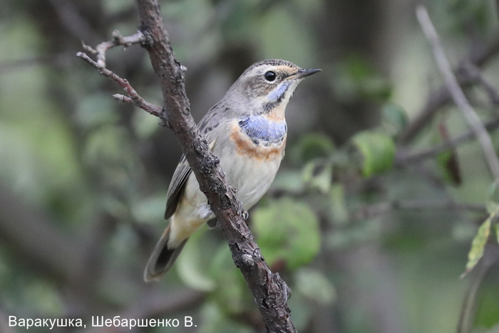 Варакушка, Шебаршенко В.