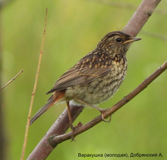 Варакушка (молодая), Добрянский А.