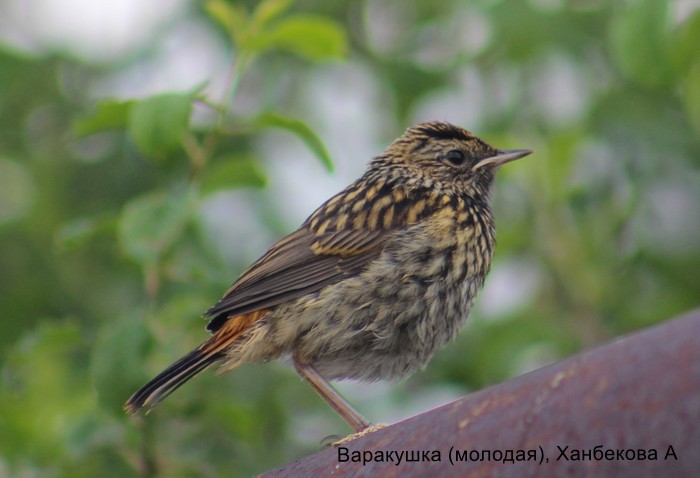 Варакушка (молодая), Хпнбекова А
