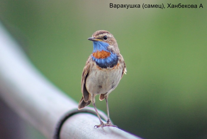 Варакушка (самец), Хпнбекова А