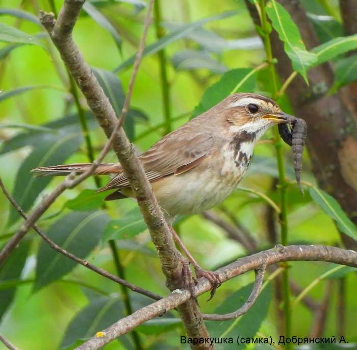 Варакушка (самка), Добрянский А.