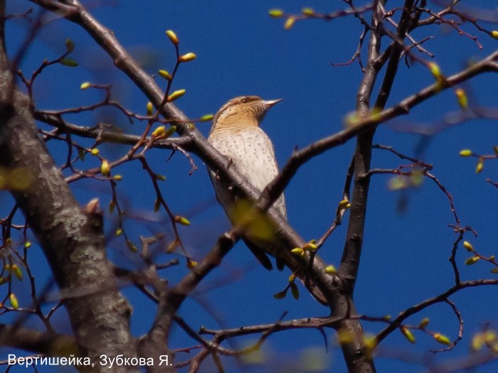 Вертишейка, Зубкова Я.