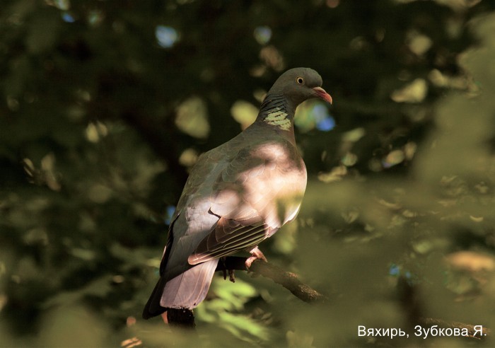 Вяхирь, Зубкова Я.