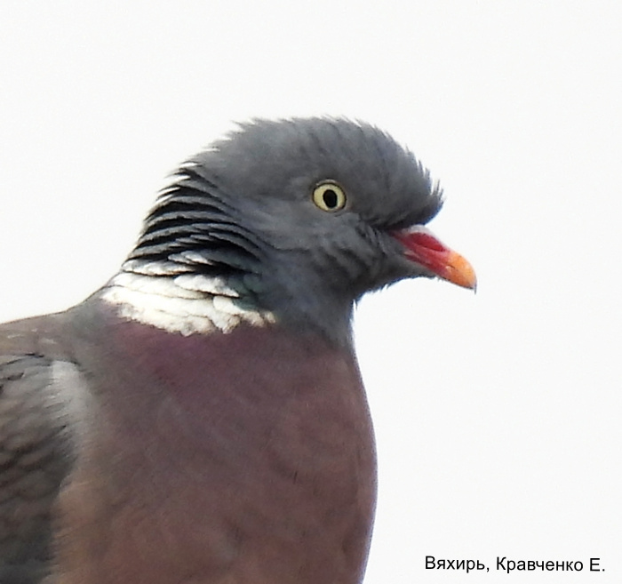 Вяхирь, Кравченко Е.