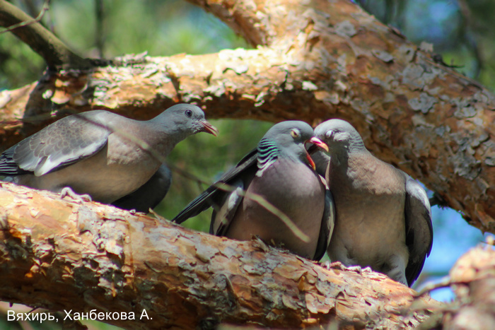 Вяхирь, Ханбекова А.