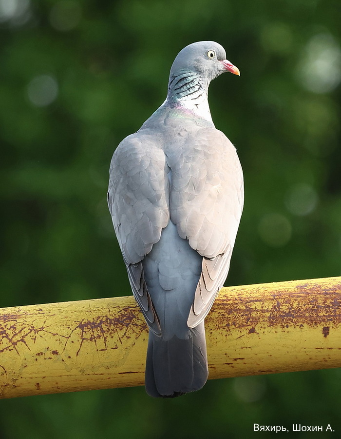 Вяхирь, Шохин А.