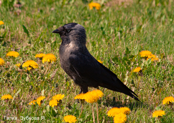 Галка, Зубкова Я.
