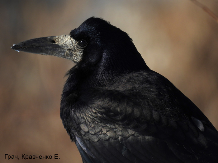 Грач, Кравченко Е.