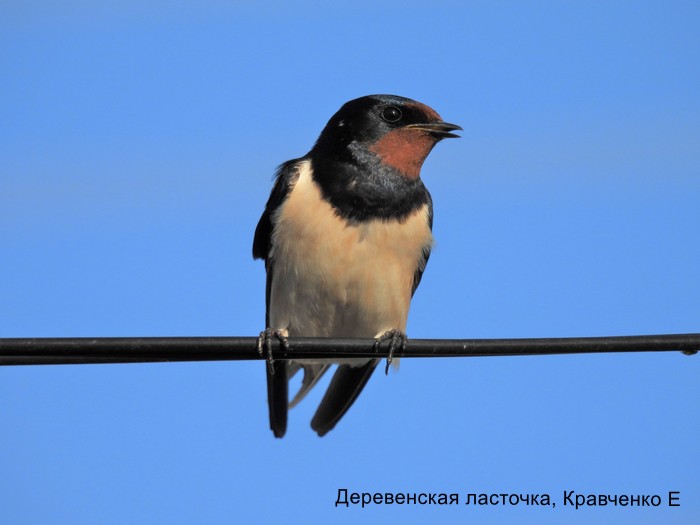 Деревенская ласточка, Кравченко Е