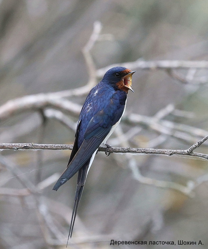 Деревенская ласточка, Шохин А.