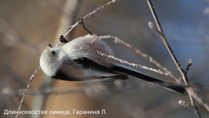 Длиннохвостая синица, Гаранина Л.