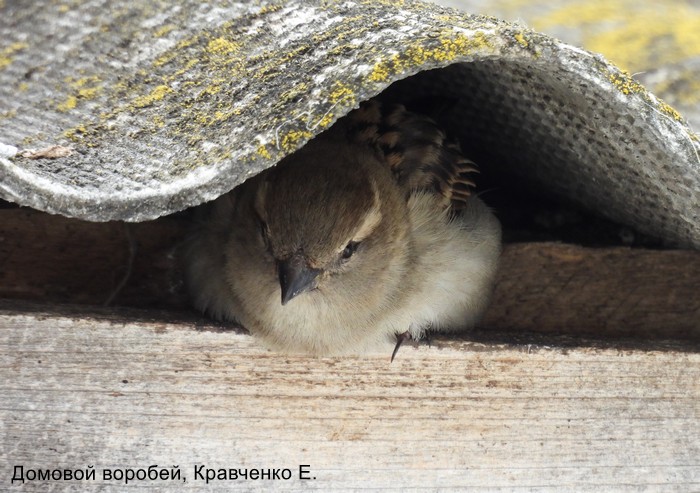Домовой воробей, Кравченко Е.