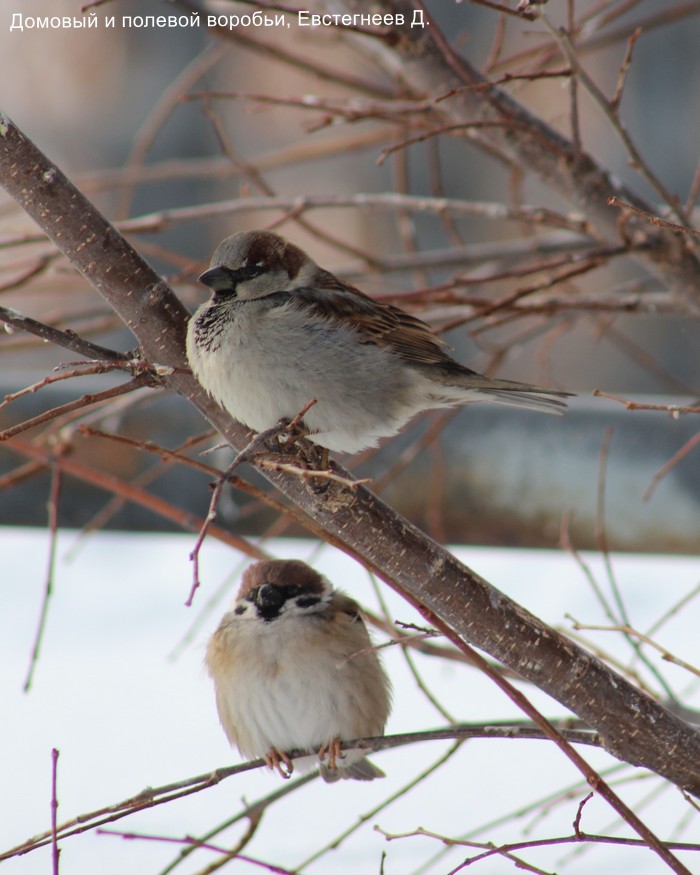 Домовый и полевой воробьи, Евстегнеев Д.