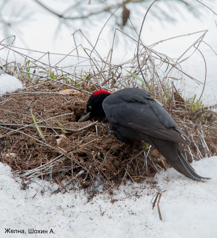 Желна, Шохин А. (1)