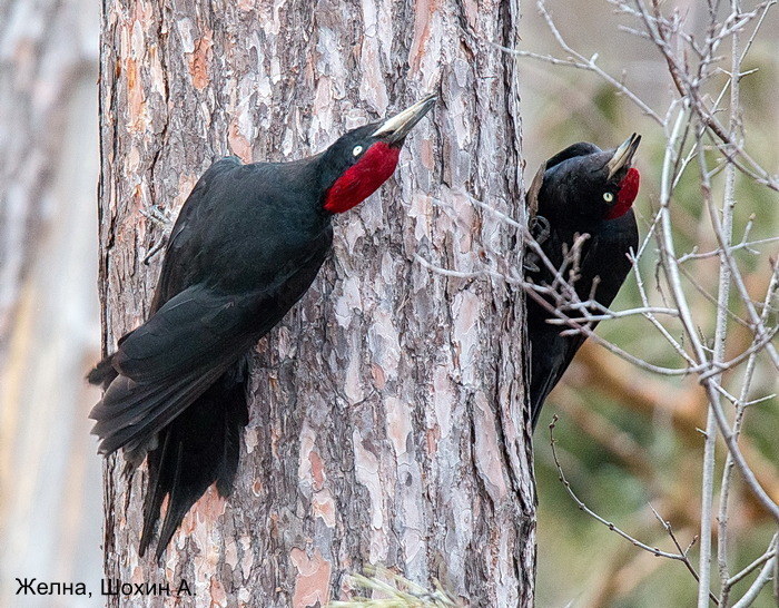 Желна, Шохин А. (2)
