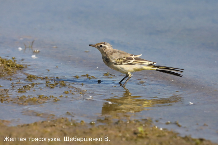Желтая трясогузка, Шебаршенко В.