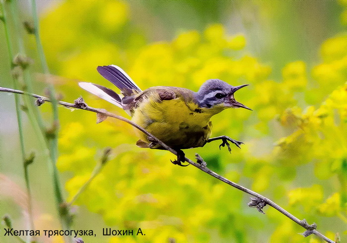 Желтая трясогузка, Шохин А.