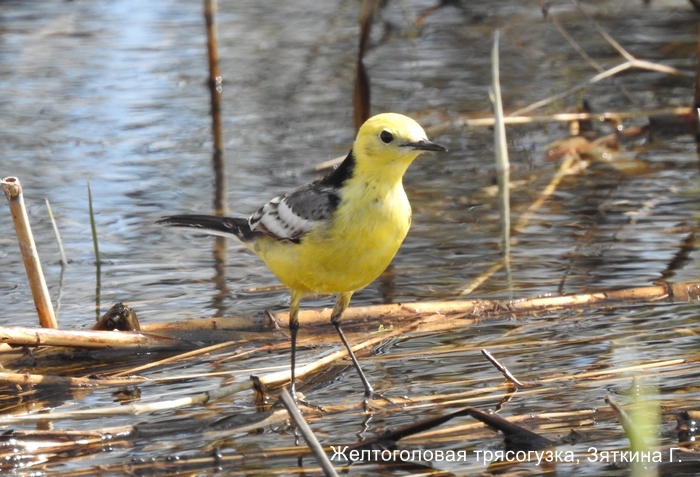 Желтоголовая трясогузка, Зяткина Г.