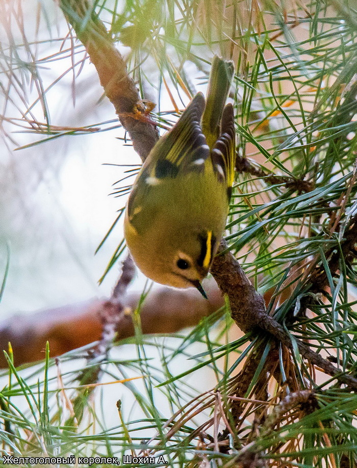 Желтоголовый королек, Шохин А.