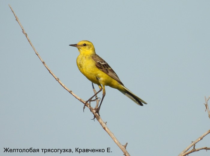 Желтолобая трясогузка, Кравченко Е.