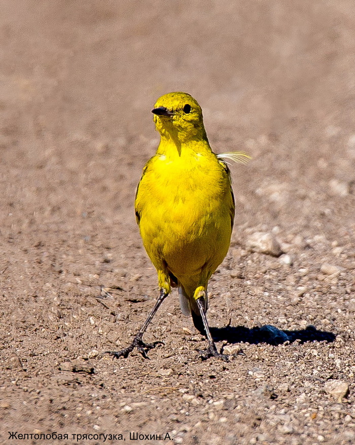 Желтолобая трясогузка, Шохин А.