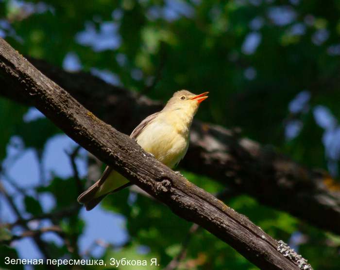 Зеленая пересмешка, Зубкова Я.