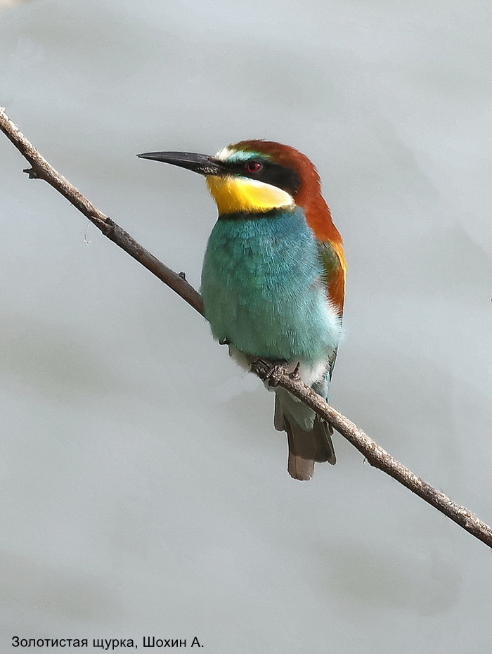 Золотистая щурка, Шохин А.