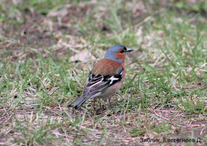 Зяблик, Евстегнеев Д.