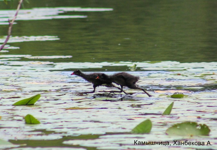 Камышница, Ханбекова А.