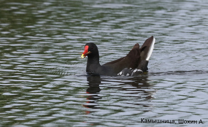Камышница, Шохин А.