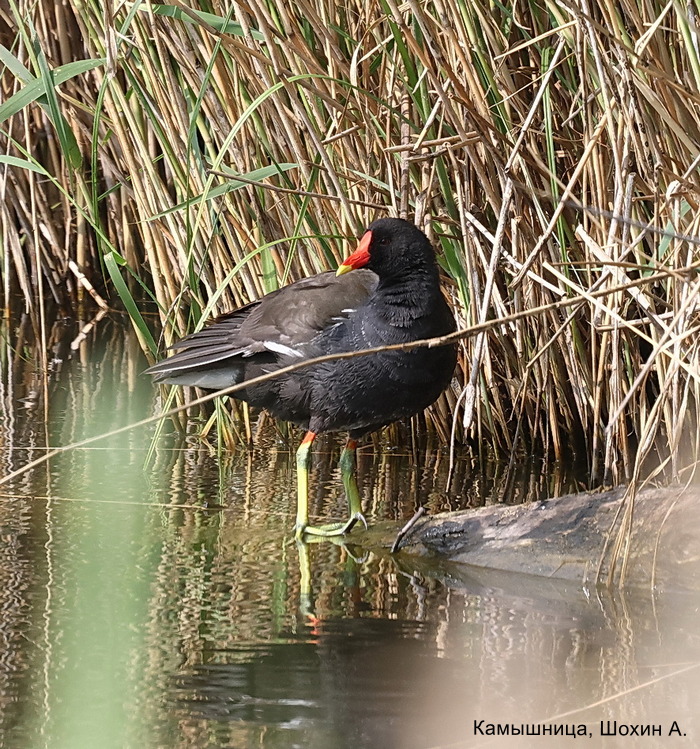 Камышница, Шохин А.