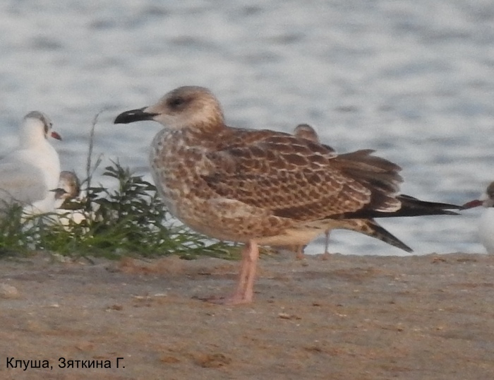 Клуша, Зяткина Г.