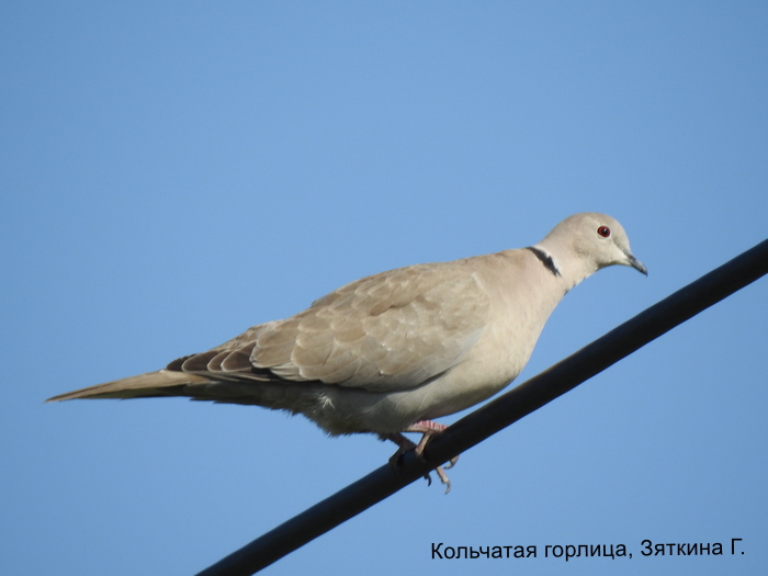 Кольчатая горлица, Зяткина Г.