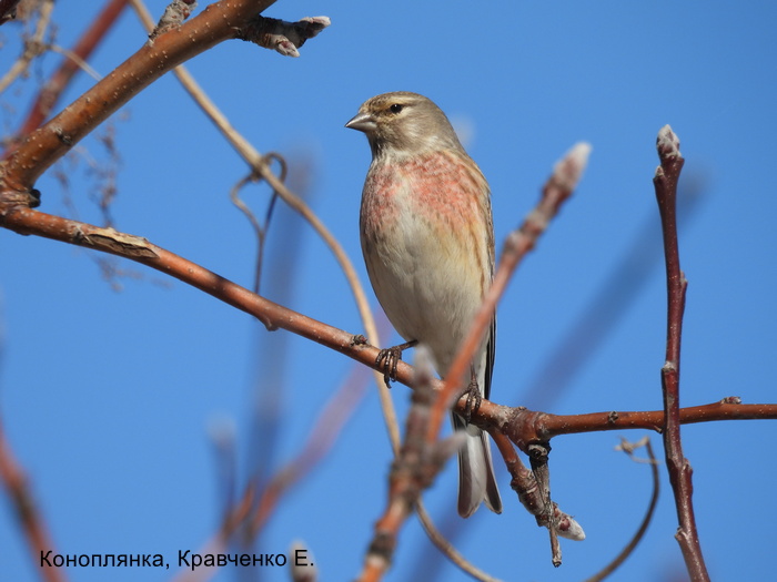 Коноплянка, Кравченко Е.