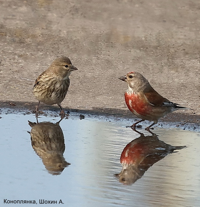 Коноплянка, Шохин А.