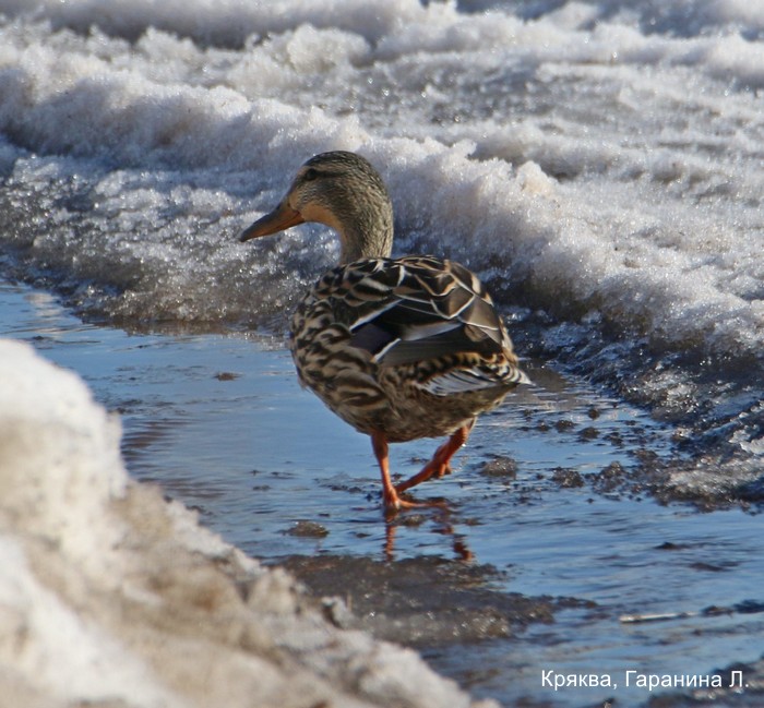 Кряква, Гаранина Л (1)