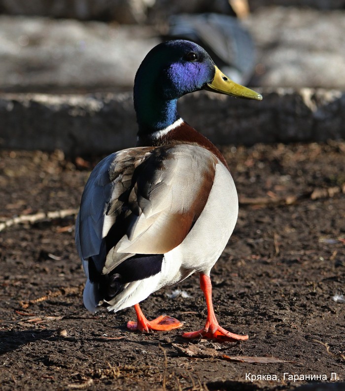 Кряква, Гаранина Л (2)