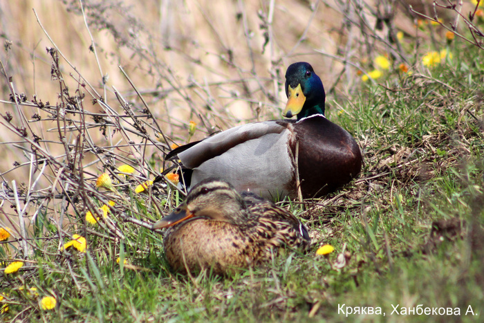 Кряква, Ханбекова А.