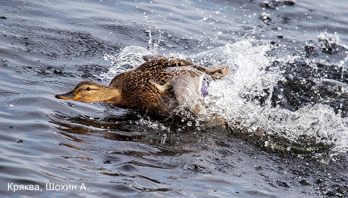 Кряква, Шохин А.