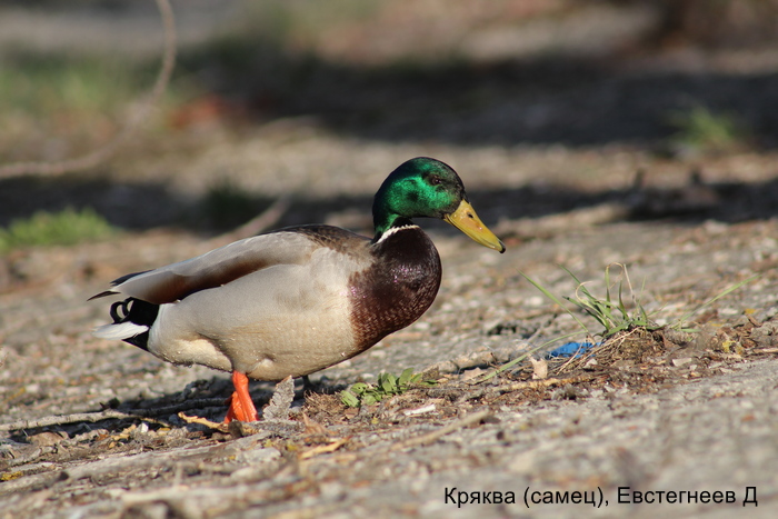 Кряква (самец), Евстегнеев Д