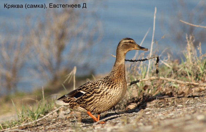 Кряква (самка), Евстегнеев Д
