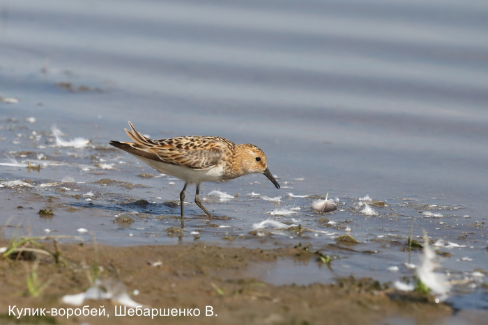 Кулик-воробей, Шебаршенко В.