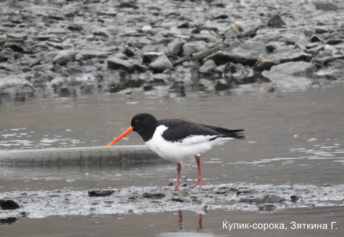 Кулик-сорока, Зяткина Г.