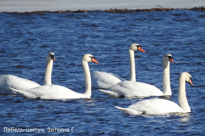 Лебедь-шипун, Зяткина Г